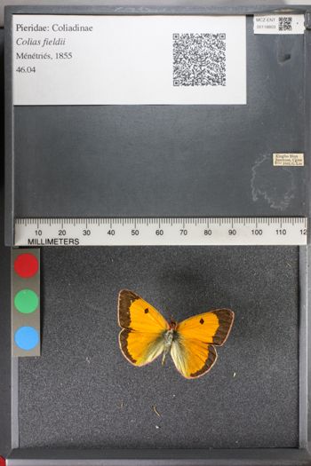 Media type: image;   Entomology 118803